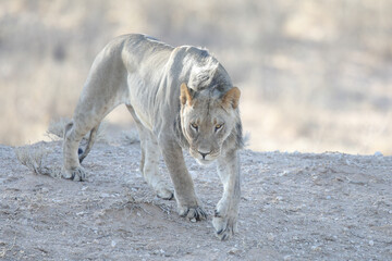 Lion starting to move over arid Kalahari Desert sand to stalk its prey