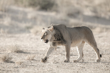 Lion starting to move over arid Kalahari Desert sand to stalk its prey