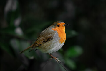 European Robin with Glowing Orange Breast Resting Gracefully in Moody Forest Atmosphere