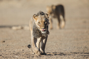 Lions walking together through the Kalahari Desert in search of prey