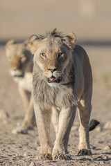 Kalahari Desert lion walking across the arid sand in search of water