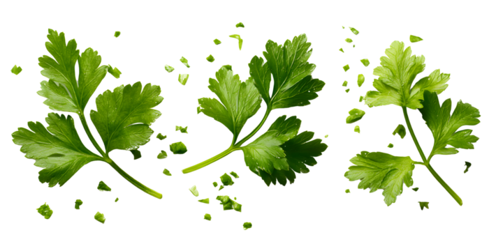 Fresh Cilantro Sprigs and Chopped Cilantro Culinary Herb Images