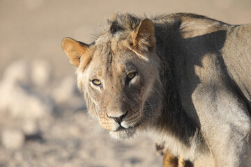 Close portrait of a lion in the Kalahari Desert as seen on safari