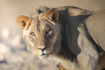 Close portrait of a lion in the Kalahari Desert as seen on safari