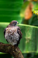 Roadside Hawk in the Tropics