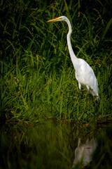 Elegant Great Egret Standing Tall by the Water