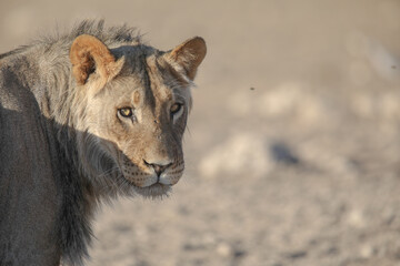 Close portrait of a lion in the Kalahari Desert as seen on safari