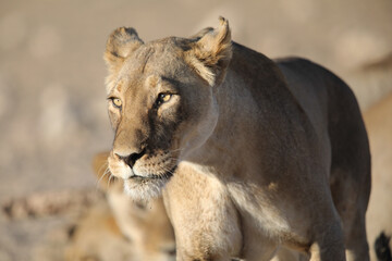 Portrait of the face of a lion in the Kalahari Desert