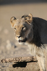 Portrait of the face of a lion in the Kalahari Desert