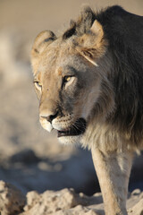 Portrait of the face of a lion in the Kalahari Desert