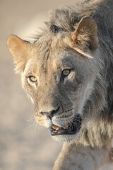 Fototapeta premium Portrait of the face of a lion in the Kalahari Desert