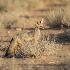 Cape fox looking into the distance, Kgalagadi National Park
