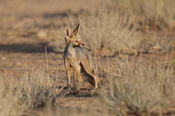 Cape fox looking into the distance, Kgalagadi National Park
