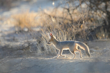 Young Cape fox learning about its environment in the Kalahari Desert