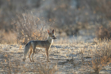 Cape fox looking for food in the Kalahari Desert