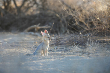 Cape fox looking into the distance, Kgalagadi National Park