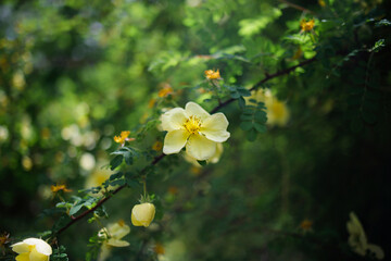 Yellow rosehip flowers in the spring garden on a warm sunny day