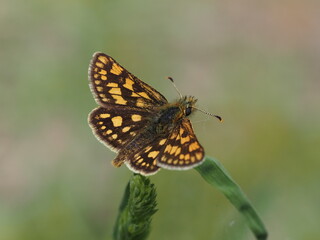Chequered Skipper (Carterocephalus palaemon)