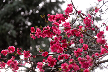 Spring blossom of pink sakura cherry tree in the garden