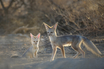 Young Cape fox puppy interacting with its family in the arid Kalahari Desert