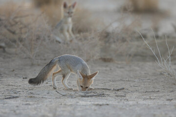 Cape fox looking for food in the Kalahari Desert