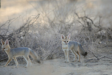 Cape fox looking for food in the arid Kalahari Desert