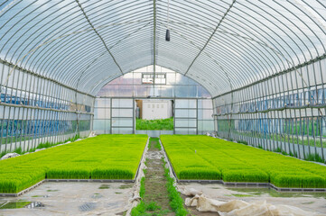 田植え前のビニールハウス