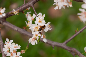 white flowers of fruit trees with bee on it in spring garden