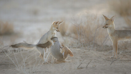 Young Cape fox puppy interacting with its family in the arid Kalahari Desert