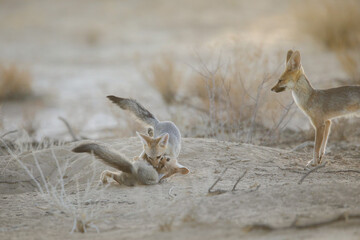 Young Cape fox puppy interacting with its family in the arid Kalahari Desert