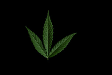 Green clean fresh marijuana leafs on black background
