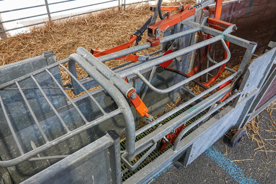 Metal livestock handling equipment is positioned inside a barn structure. Sunlight illuminates the area, highlighting the functional design for farm operations