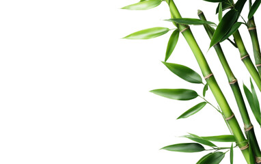 Fototapeta premium Bunch of bamboo leaves are shown on a white background