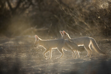 Young Cape fox puppy interacting with its family in the arid Kalahari Desert