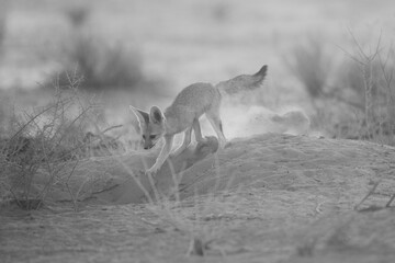 Young Cape fox learning about its environment in the Kalahari Desert