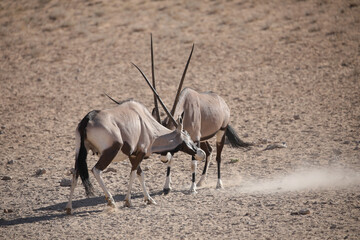 Gemsbok antelope fighting each other in the arid Kalahari Desert