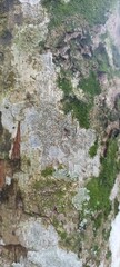 Close-Up Texture of Tree Bark with Moss and Lichen. Detailed texture of a tree bark covered with green moss and pale lichen. Natural organic surface for eco backgrounds or abstract design