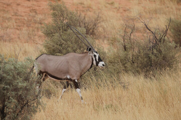 Gemsbok antelope walking through seasonal summer grass of the Kalahari Desert