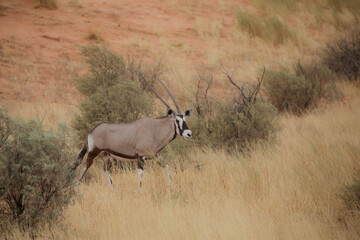 Gemsbok antelope walking through seasonal summer grass of the Kalahari Desert