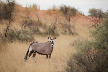 Gemsbok antelope walking through seasonal summer grass of the Kalahari Desert