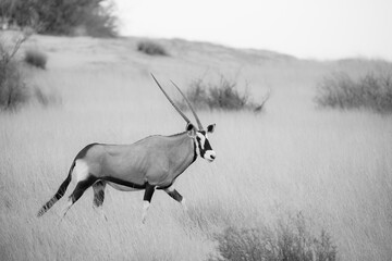 Gemsbok antelope walking through seasonal summer grass of the Kalahari Desert
