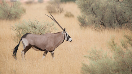 Gemsbok antelope walking through seasonal summer grass of the Kalahari Desert