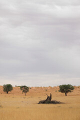 Dead thorn tree in the grassland of the Kalahari Desert