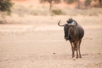 Blue wildebeest walking across sandy area of the Kalahari Desest