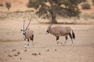Gemsbok walking through the dry Kalahari Desert
