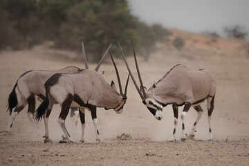 Gemsbok antelope fighting each other in the arid Kalahari Desert