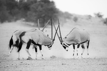 Gemsbok antelope fighting each other in the arid Kalahari Desert