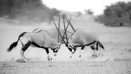 Gemsbok antelope fighting each other in the arid Kalahari Desert