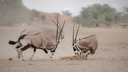 Gemsbok antelope fighting each other in the arid Kalahari Desert
