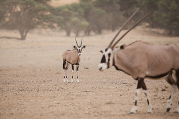 Young gemsbok antelope in the arid Kalahari Desert
